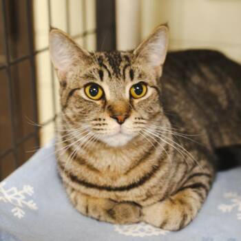 Domestic Short Hair Cats Available for Adoption - JarJar Binks  | PetCurious