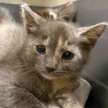 Glitter Tiger -  Domestic Short Hair Cat for Adoption in Providence, Rhode Island - Glitter Tiger | PetCurious