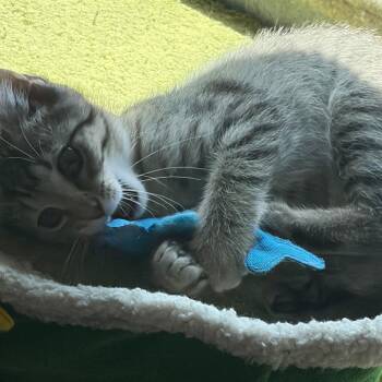 Mindy -  Domestic Short Hair Cat for Adoption in Evansville, Indiana - Mindy | PetCurious