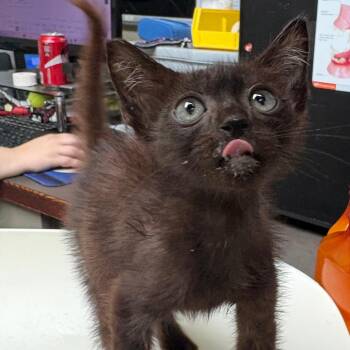 Cajun Shrimp 3570 -  Domestic Short Hair Cat for Adoption in Columbus, Georgia - Cajun Shrimp 3570 | PetCurious