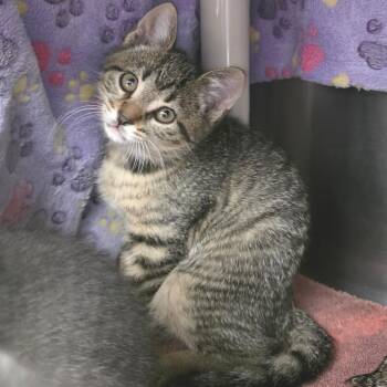 Mars -  American Shorthair Cat for Adoption in Fort Wayne, Indiana - Mars | PetCurious