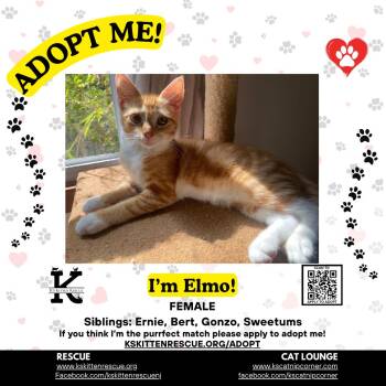 Elmo -  Domestic Short Hair Cat for Adoption in OSBORNVILLE, New Jersey - Elmo | PetCurious
