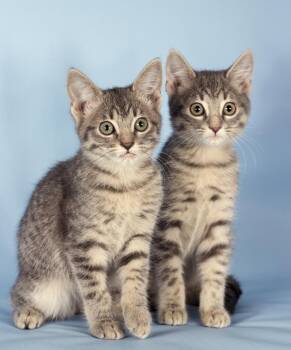 Tiego -  Domestic Short Hair Cat for Adoption in Gilbert, Arizona - Tiego | PetCurious