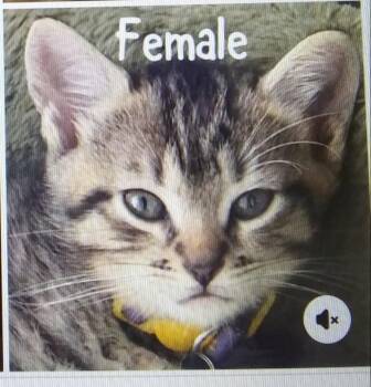 Lottie (At Petsense Rincon) -  Domestic Short Hair Cat for Adoption in PORT WENTWRTH, Georgia - Lottie (At Petsense Rincon) | PetCurious
