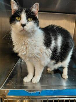 Zorro -  Domestic Short Hair Cat for Adoption in West Palm Beach, Florida - Zorro | PetCurious
