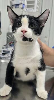Stan -  Domestic Short Hair Cat for Adoption in Hillsdale, Indiana - Stan | PetCurious
