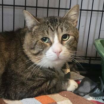 Barrel -  Domestic Short Hair Cat for Adoption in Salisbury, Massachusetts - Barrel | PetCurious
