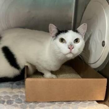 Dosi -  Domestic Short Hair Cat for Adoption in New York, New York - Dosi | PetCurious