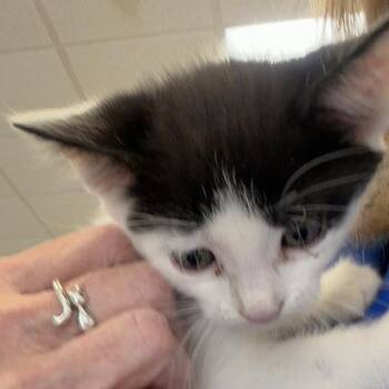 Jett -  Domestic Short Hair Cat for Adoption in Greensboro, Georgia - Jett | PetCurious