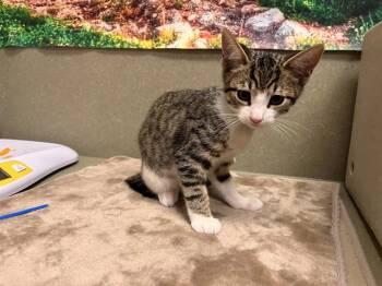 A554115 -  Domestic Medium Hair Cat for Adoption in Moreno Valley, California - A554115 | PetCurious