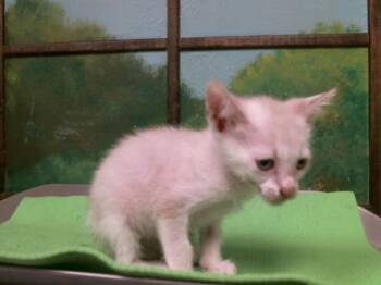SASHA -  Snowshoe and Domestic Short Hair Cat for Adoption in Houston, Texas - SASHA | PetCurious