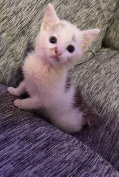 Rescue Domestic Short Hair Cats for Adoption in Greensboro, North Carolina - Lucky Duck | PetCurious