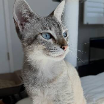 Hazel -  Domestic Short Hair Cat for Adoption in Los Angeles, California - Hazel | PetCurious