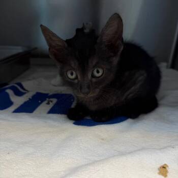 Lobo -  Domestic Medium Hair Cat Available for Adoption in Englewood, Florida - Lobo | PetCurious