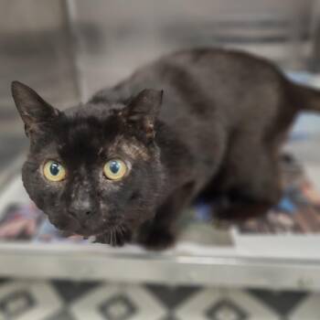 Hemi -  Domestic Short Hair Cat for Adoption in Jersey City, New Jersey - Hemi | PetCurious
