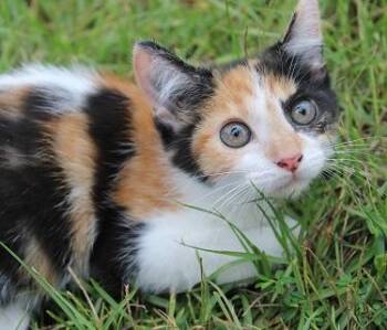 Rescue Calico Cats for Adoption in Southern Pines, North Carolina - Camden | PetCurious