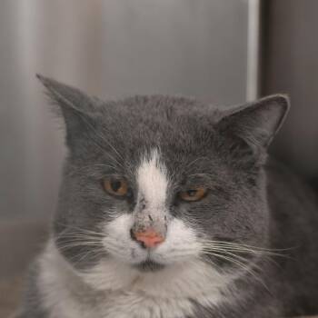 Ghost -  Domestic Short Hair Cat for Adoption in Ottawa, Kansas - Ghost | PetCurious