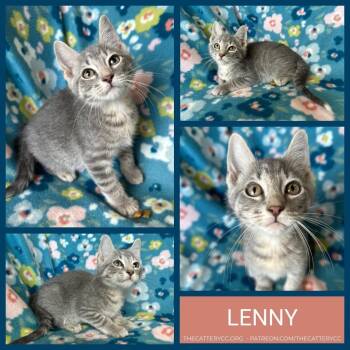 Domestic Short Hair Cats Available for Adoption in Corpus Christi, Texas - Lenny | PetCurious