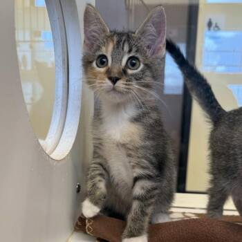 Josie -  Domestic Short Hair Cat for Adoption in Beaumont, Texas - Josie | PetCurious