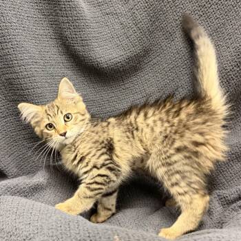 Poppy 2 -  Domestic Long Hair Cat for Adoption in Latrobe, Pennsylvania - Poppy 2 | PetCurious