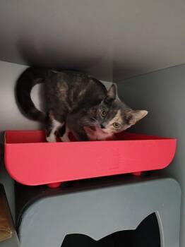 MOCHA -  Domestic Short Hair Cat for Adoption in Leesburg, Virginia - MOCHA | PetCurious