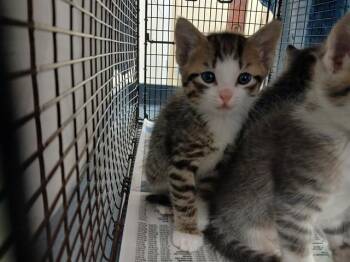 A2480685 -  Domestic Short Hair Cat for Adoption in Fort Lauderdale, Florida - A2480685 | PetCurious