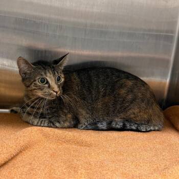 Mia -  Domestic Short Hair Cat for Adoption in Morganton, North Carolina - Mia | PetCurious