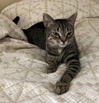 Rescue Domestic Short Hair Cats for Adoption in Greenville, South Carolina - Louie - ET | PetCurious