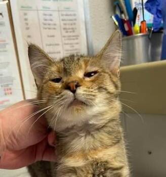 Esmee -  Domestic Short Hair Cat for Adoption in Bolivar, Missouri - Esmee | PetCurious
