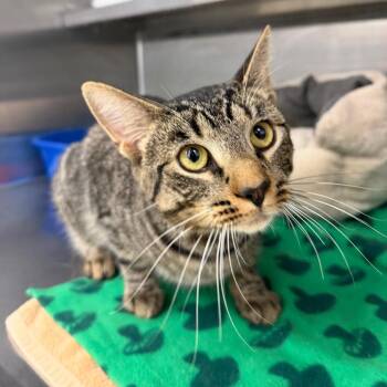 Slim Jim -  Domestic Short Hair Cat for Adoption in Buffalo, New York - Slim Jim | PetCurious
