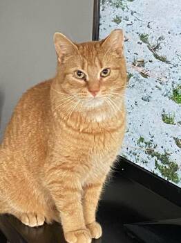 Rory -  Domestic Short Hair Cat Available for Adoption in Shakespeare, Ontario - Rory | PetCurious