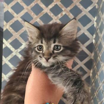 Domestic Long Hair Cats Available for Adoption in Hemet, California - Adeline | PetCurious