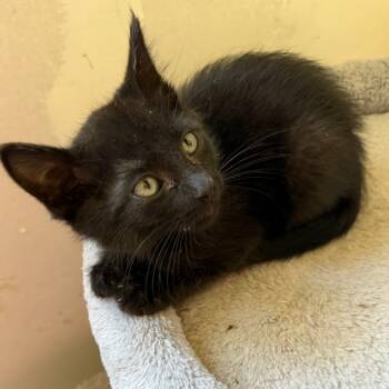 Rescue Domestic Short Hair Cats for Adoption in Ferndale, Washington - Ember | PetCurious