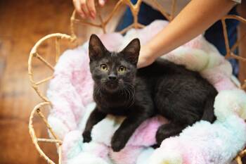 Pokemon Litter-Pikachu -  Domestic Short Hair Cat for Adoption in Seattle, Washington - Pokemon Litter-Pikachu | PetCurious