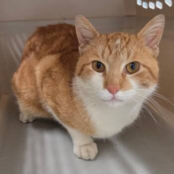 Domestic Short Hair Cats Available for Adoption - Chippy | PetCurious