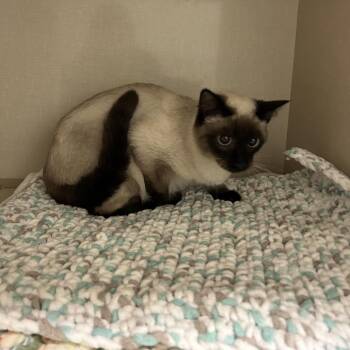 Domestic Short Hair Cats Available for Adoption in Conway, New Hampshire - Minnie | PetCurious