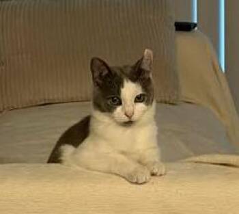 Venice26 -  Domestic Short Hair Cat Available for Adoption in Youngsville, North Carolina - Venice26 | PetCurious