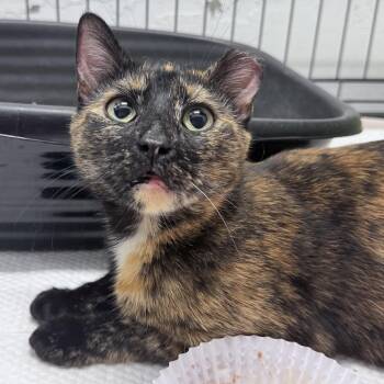 American Shorthair Cats Available for Adoption in Philadelphia, Pennsylvania - Torie | PetCurious