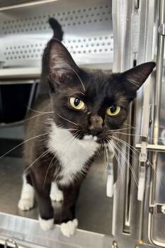 CURIOSITY -  Domestic Short Hair Cat for Adoption in Kalamazoo, Michigan - CURIOSITY | PetCurious