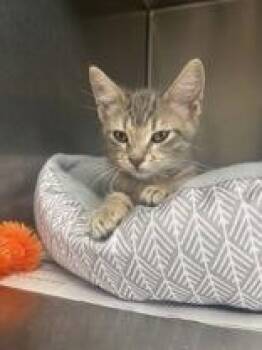 Rescue Domestic Short Hair Cats for Adoption in Winfield, Kansas - Dollie | PetCurious