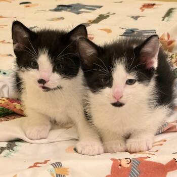 Cricket and Cosmo -  Domestic Short Hair Cat for Adoption in Chicago, Illinois - Cricket And Cosmo | PetCurious