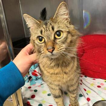 Domestic Long Hair Cats Available for Adoption in Chehalis, Washington - Jody | PetCurious