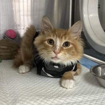 George -  Domestic Medium Hair Cat for Adoption in Pasadena, California - George | PetCurious