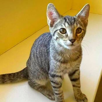 Rescue Domestic Short Hair Cats for Adoption in Hemet, California - David | PetCurious
