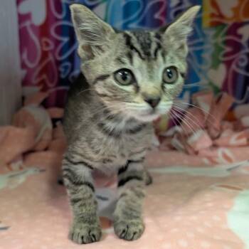Windley -  Domestic Short Hair Cat for Adoption - Windley | PetCurious