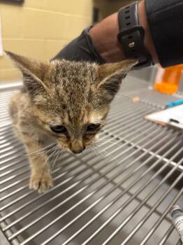 Fiji -  American Bobtail Cat for Adoption in Douglasville, Georgia - Fiji | PetCurious