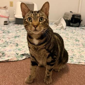 Domestic Short Hair Cats Available for Adoption in York, Pennsylvania - Snickers | PetCurious