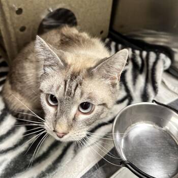 Kiki -  Domestic Medium Hair and Siamese Cat for Adoption in Galax, Virginia - Kiki | PetCurious
