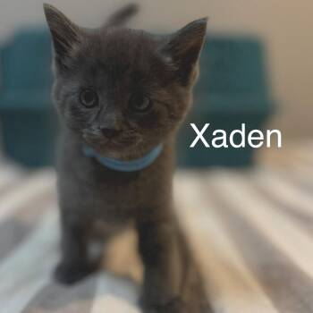 Domestic Short Hair Cats Available for Adoption in Buffalo, Minnesota - Xaden | PetCurious