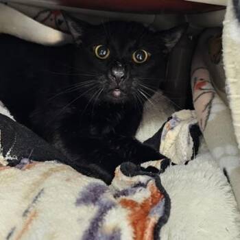 Dot -  Domestic Short Hair Cat for Adoption in Schenectady, New York - Dot | PetCurious